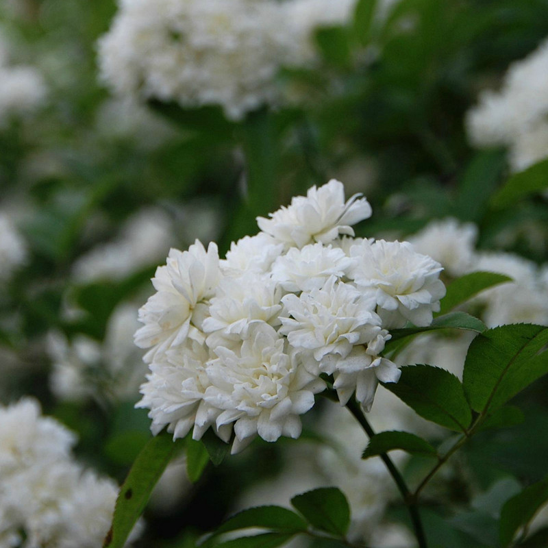 木香花